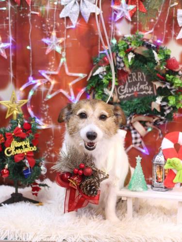 20231212こはるちゃん